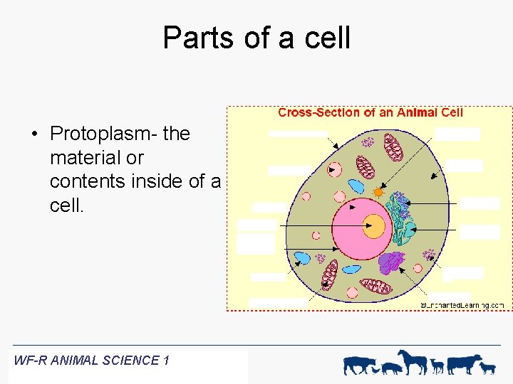 Parts of a cell • Protoplasm- the material or contents inside of a cell.