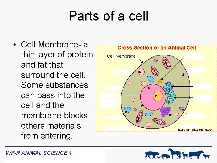 Parts of a cell • Cell Membrane- a thin layer of protein and fat