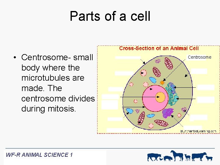 Parts of a cell • Centrosome- small body where the microtubules are made. The