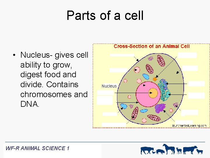 Parts of a cell • Nucleus- gives cell ability to grow, digest food and
