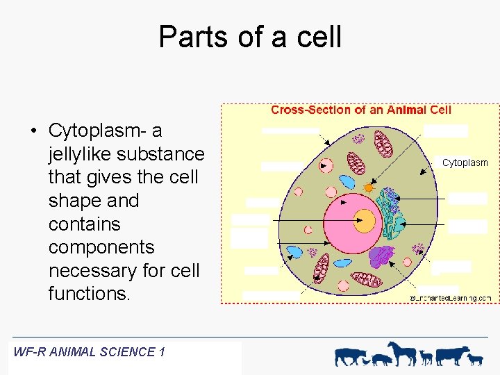 Parts of a cell • Cytoplasm- a jellylike substance that gives the cell shape