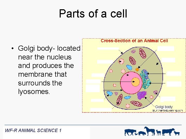 Parts of a cell • Golgi body- located near the nucleus and produces the