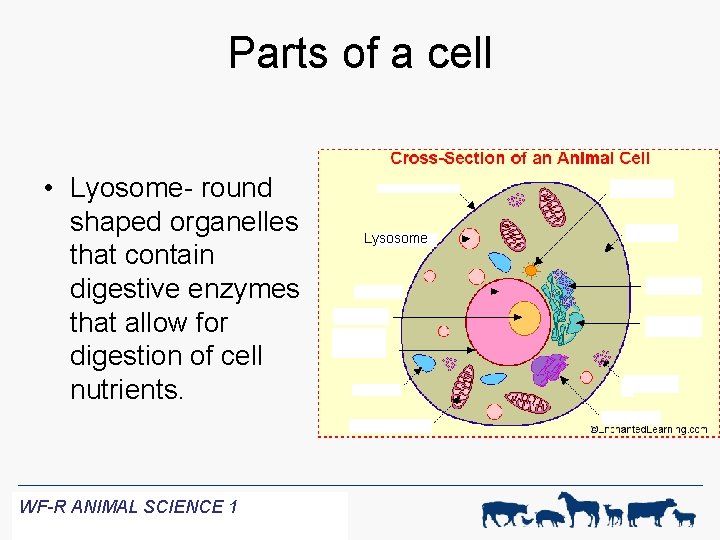 Parts of a cell • Lyosome- round shaped organelles that contain digestive enzymes that