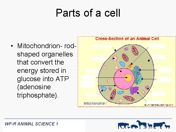 Parts of a cell • Mitochondrion- rodshaped organelles that convert the energy stored in
