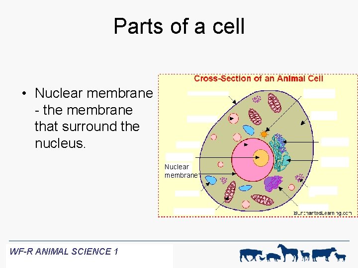 Parts of a cell • Nuclear membrane - the membrane that surround the nucleus.