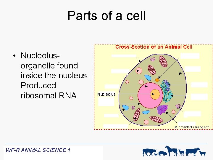Parts of a cell • Nucleolusorganelle found inside the nucleus. Produced ribosomal RNA. WF-R