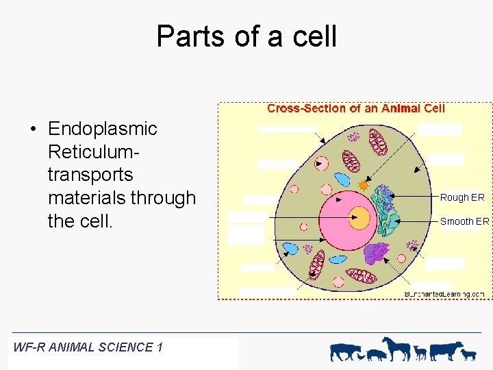 Parts of a cell • Endoplasmic Reticulumtransports materials through the cell. WF-R ANIMAL SCIENCE