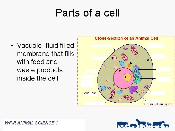 Parts of a cell • Vacuole- fluid filled membrane that fills with food and