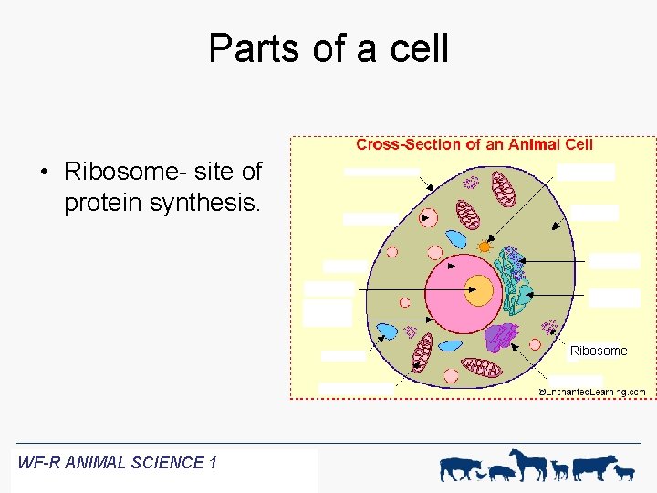 Parts of a cell • Ribosome- site of protein synthesis. Ribosome WF-R ANIMAL SCIENCE