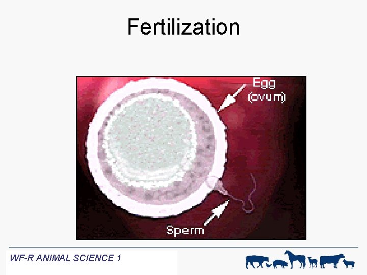 Fertilization WF-R ANIMAL SCIENCE 1 