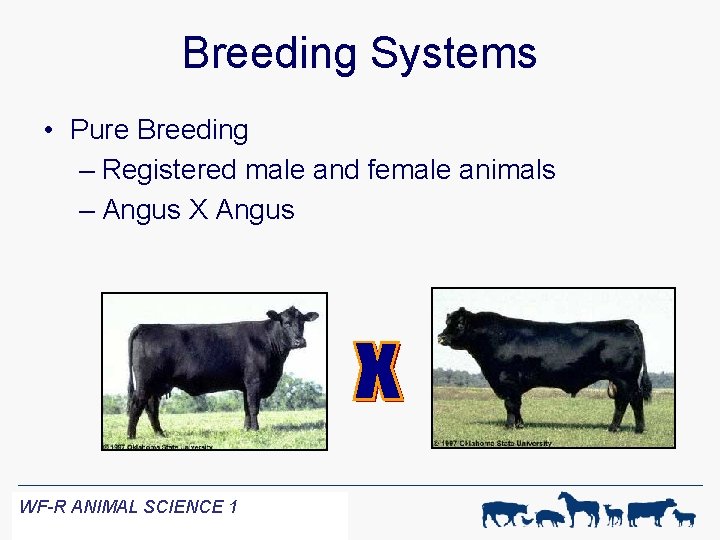 Breeding Systems • Pure Breeding – Registered male and female animals – Angus X