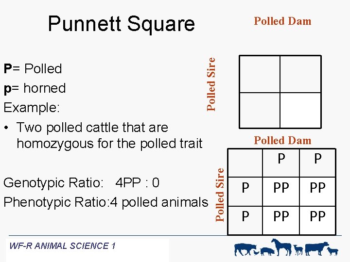 Punnett Square Polled Sire Genotypic Ratio: 4 PP : 0 Phenotypic Ratio: 4 polled