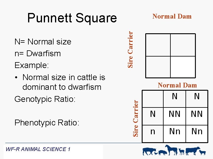 Punnett Square WF-R ANIMAL SCIENCE 1 Normal Dam Sire Carrier Phenotypic Ratio: Sire Carrier