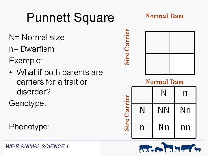 Punnett Square Phenotype: WF-R ANIMAL SCIENCE 1 Sire Carrier Normal Dam Sire Carrier N=
