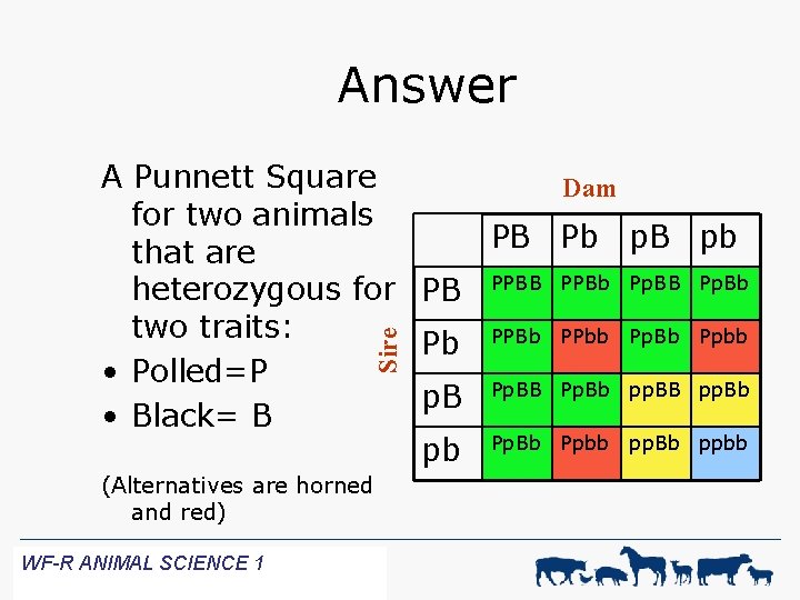 Answer Sire A Punnett Square Dam for two animals PB Pb p. B pb