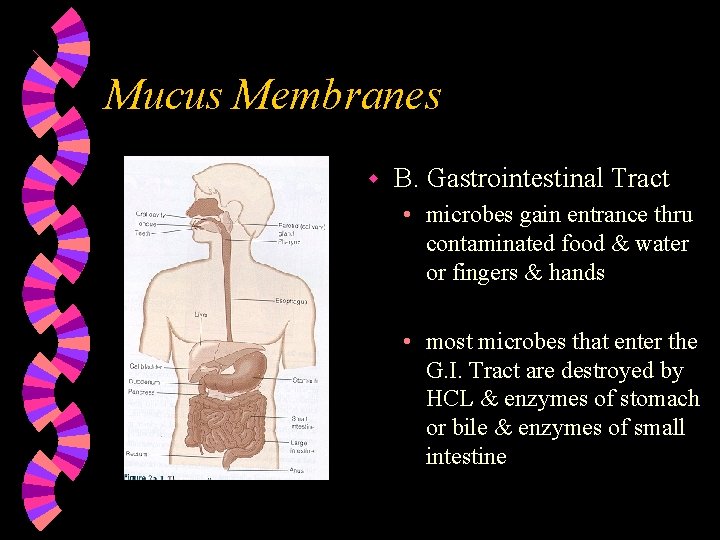 Mucus Membranes w B. Gastrointestinal Tract • microbes gain entrance thru contaminated food &