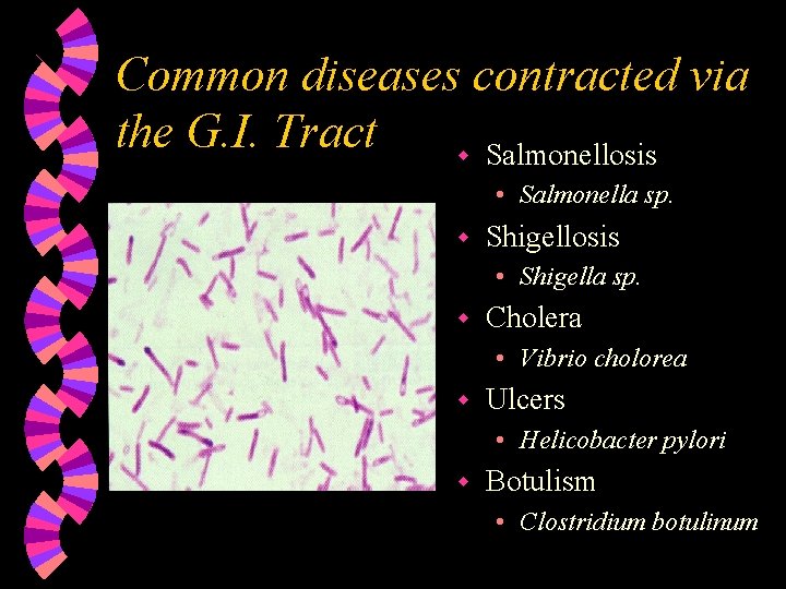 Common diseases contracted via the G. I. Tract w Salmonellosis • Salmonella sp. w