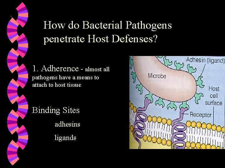 How do Bacterial Pathogens penetrate Host Defenses? 1. Adherence - almost all pathogens have