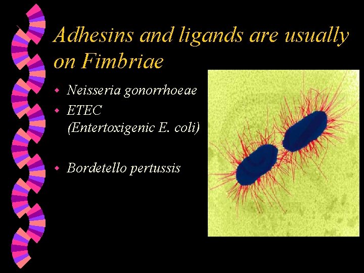 Adhesins and ligands are usually on Fimbriae Neisseria gonorrhoeae w ETEC (Entertoxigenic E. coli)