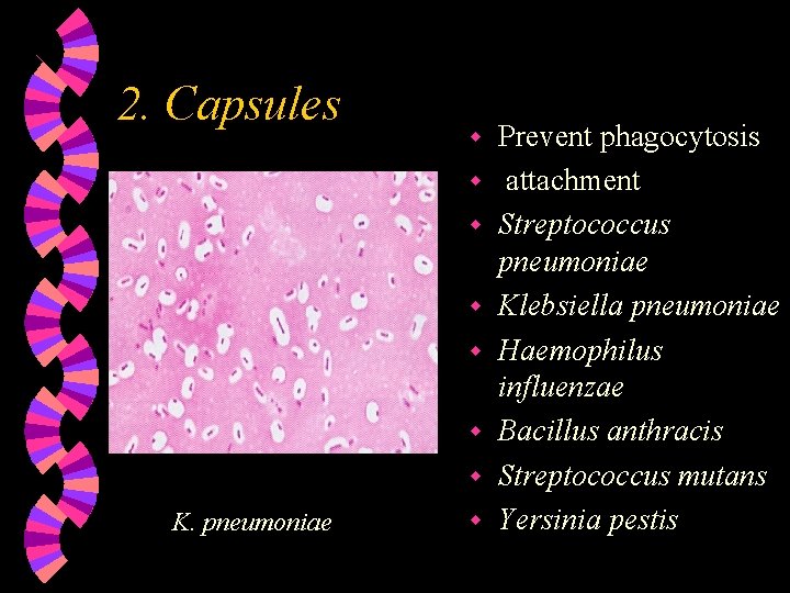 2. Capsules w w w w K. pneumoniae w Prevent phagocytosis attachment Streptococcus pneumoniae