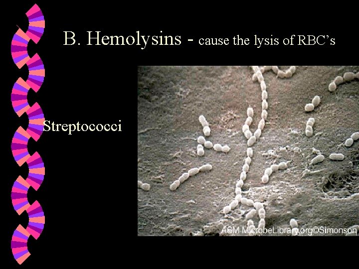 B. Hemolysins - cause the lysis of RBC’s Streptococci 