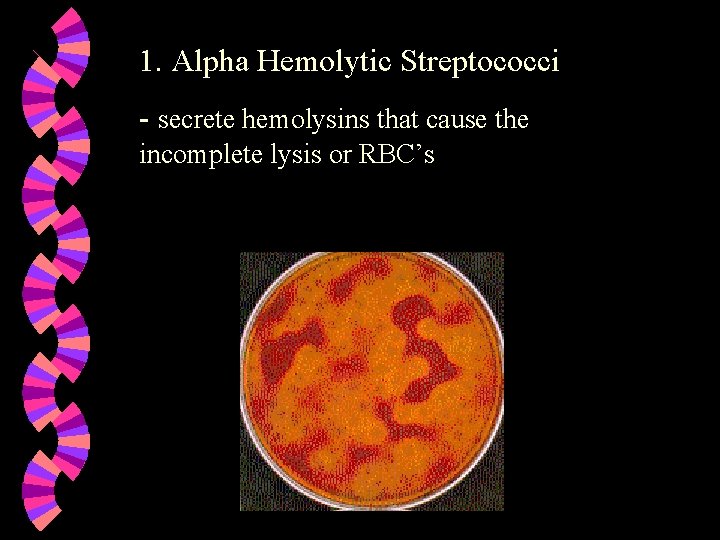 1. Alpha Hemolytic Streptococci - secrete hemolysins that cause the incomplete lysis or RBC’s