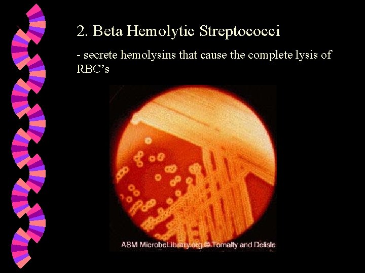 2. Beta Hemolytic Streptococci - secrete hemolysins that cause the complete lysis of RBC’s