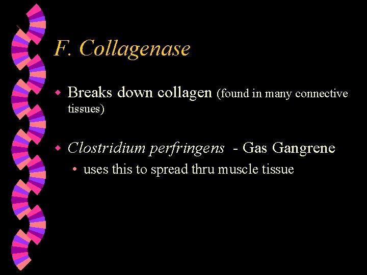 F. Collagenase w Breaks down collagen (found in many connective tissues) w Clostridium perfringens