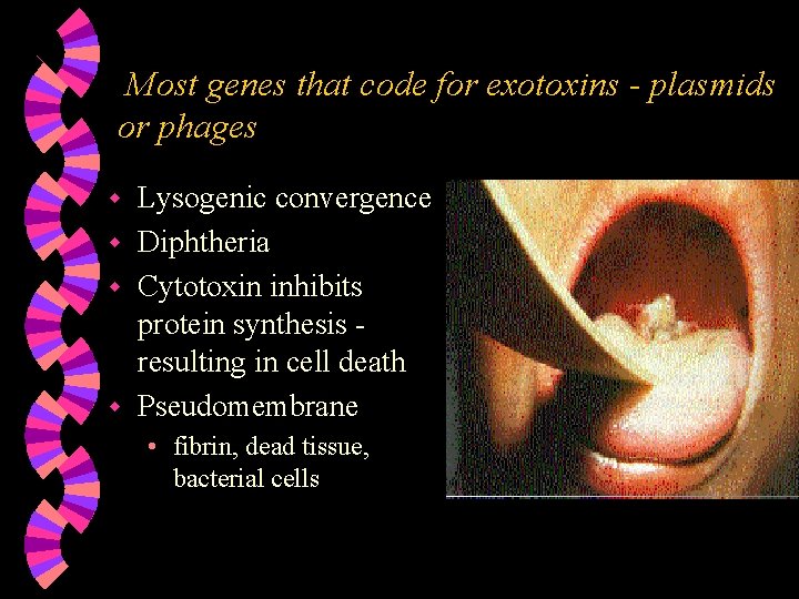 Most genes that code for exotoxins - plasmids or phages Lysogenic convergence w Diphtheria