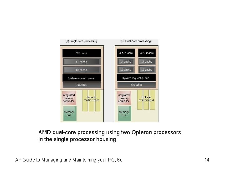 AMD dual-core processing using two Opteron processors in the single processor housing A+ Guide