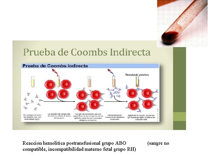 Reaccion hemolitica postransfusional grupo ABO compatible, incompatibilidad materno fetal grupo RH) (sangre no 