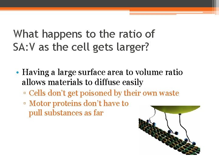 What happens to the ratio of SA: V as the cell gets larger? •