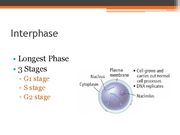 Interphase • Longest Phase • 3 Stages ▫ G 1 stage ▫ S stage