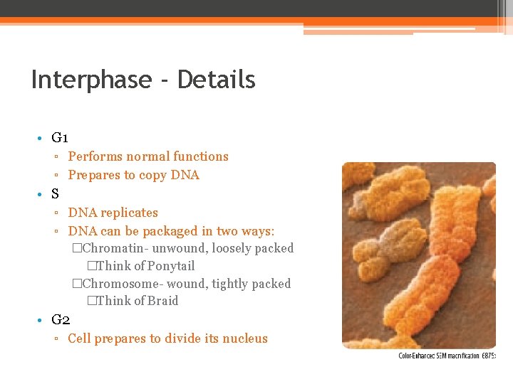 Interphase - Details • G 1 ▫ Performs normal functions ▫ Prepares to copy