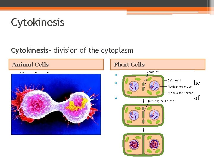 Cytokinesis- division of the cytoplasm Animal Cells Plant Cells • No cell wall •
