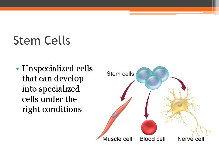Stem Cells • Unspecialized cells that can develop into specialized cells under the right