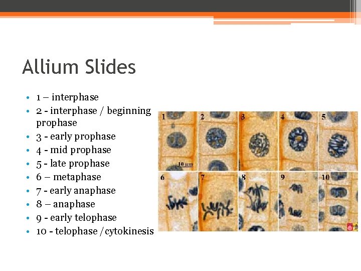 Allium Slides • 1 – interphase • 2 - interphase / beginning prophase •