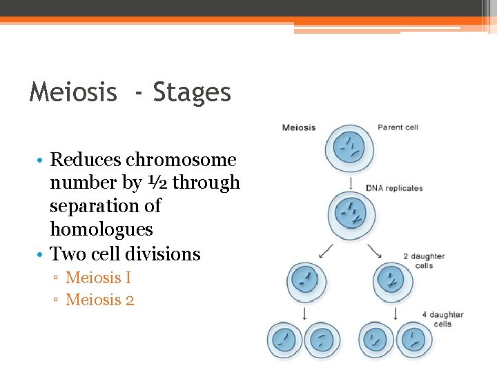 Meiosis - Stages • Reduces chromosome number by ½ through separation of homologues •