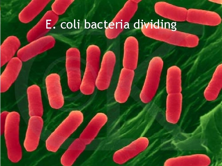 E. coli bacteria dividing 