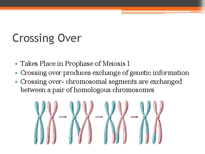 Crossing Over • Takes Place in Prophase of Meiosis I • Crossing over produces