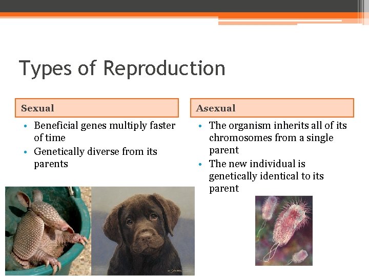 Types of Reproduction Sexual Asexual • Beneficial genes multiply faster of time • Genetically