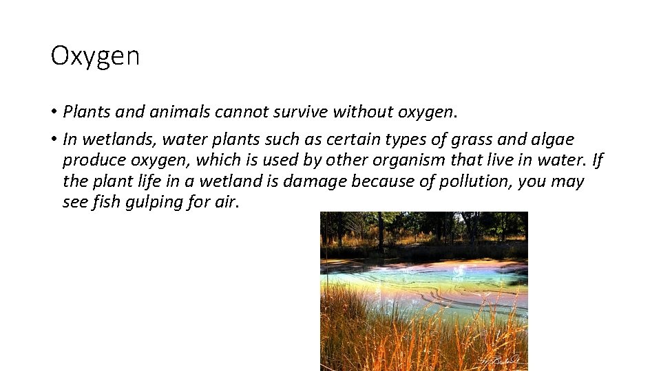 Oxygen • Plants and animals cannot survive without oxygen. • In wetlands, water plants