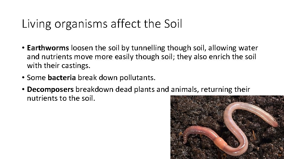Living organisms affect the Soil • Earthworms loosen the soil by tunnelling though soil,