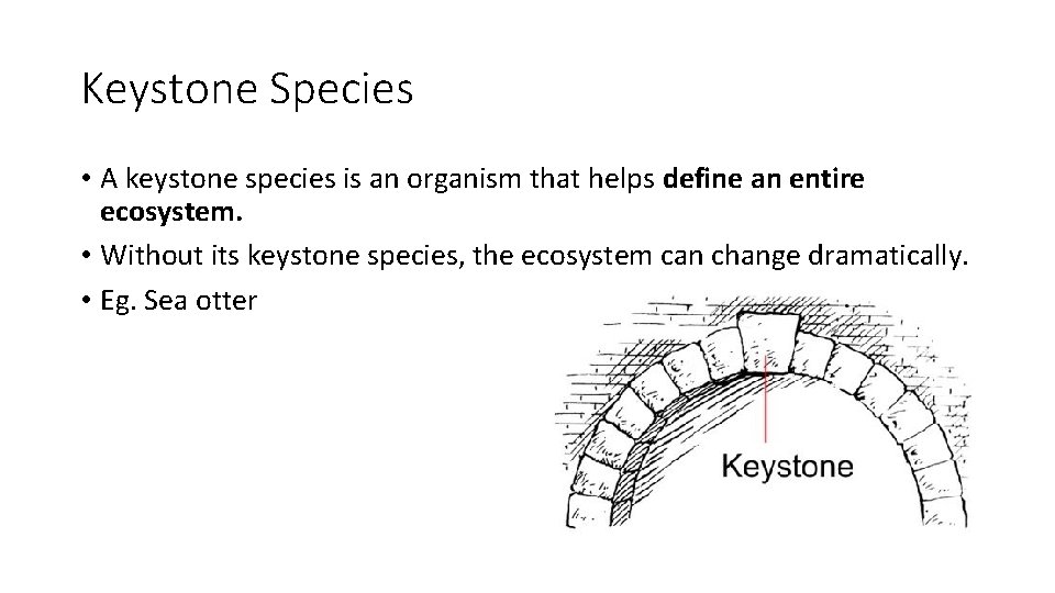 Keystone Species • A keystone species is an organism that helps define an entire