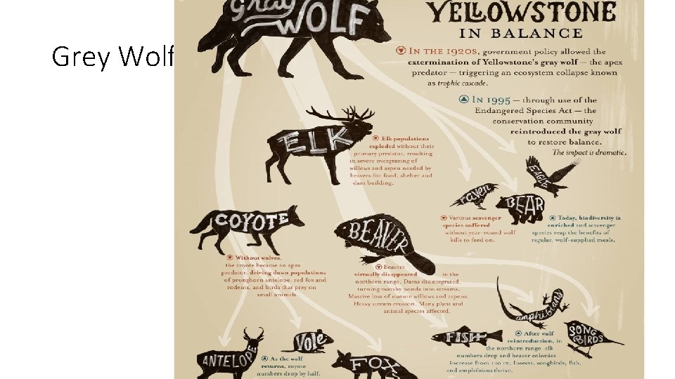 Grey Wolf of Yellowstone Park 