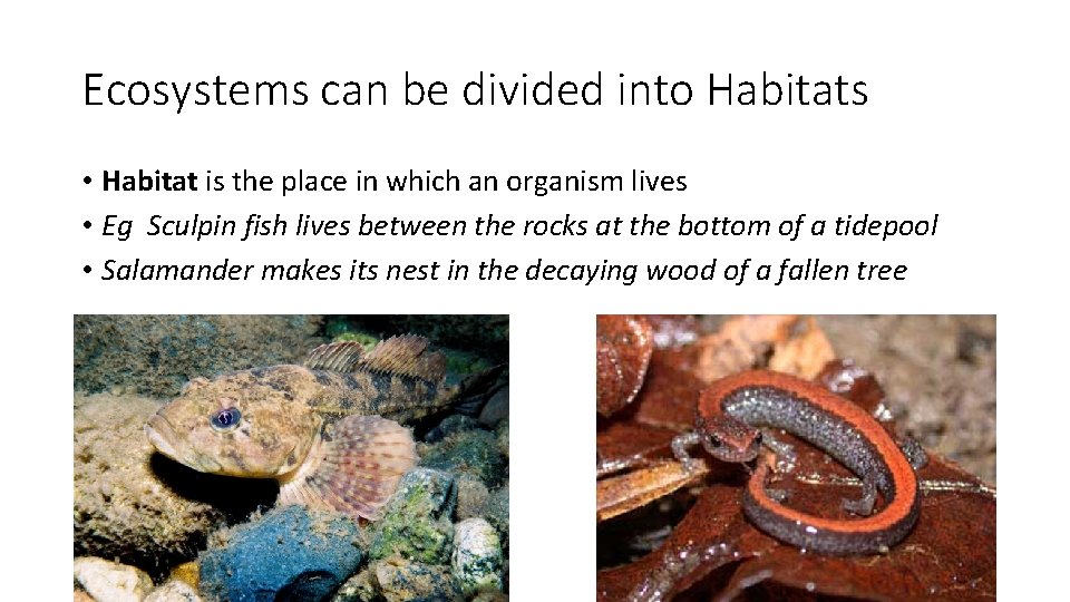 Ecosystems can be divided into Habitats • Habitat is the place in which an