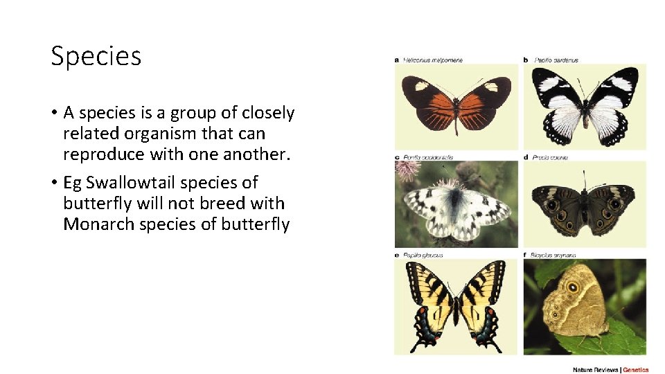 Species • A species is a group of closely related organism that can reproduce