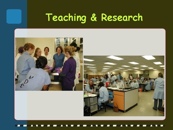 Teaching & Research 