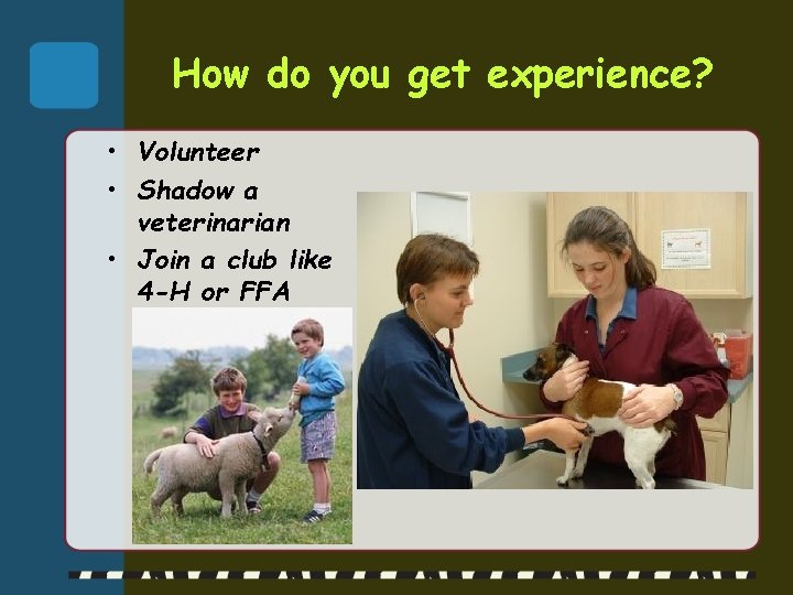 How do you get experience? • Volunteer • Shadow a veterinarian • Join a