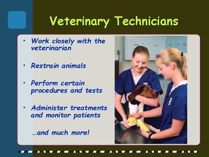 Veterinary Technicians • Work closely with the veterinarian • Restrain animals • Perform certain